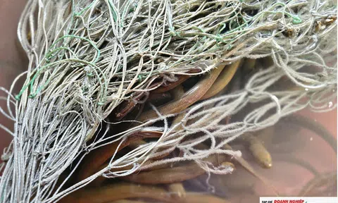 Tự ấp trứng lươn, nông dân Nghệ An thu lợi tiền tỉ mỗi năm