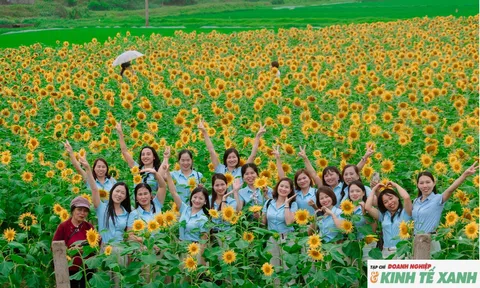 Vườn hoa hướng dương hơn 20.000 cây rực rỡ trên quê Bác hút khách đầu xuân