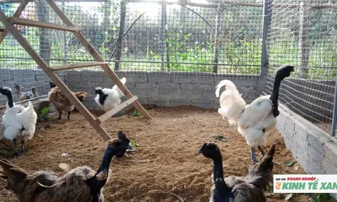 Nuôi nhiều giống gà độc lạ, nông dân miền núi Nghệ An thu hàng trăm triệu đồng mỗi năm