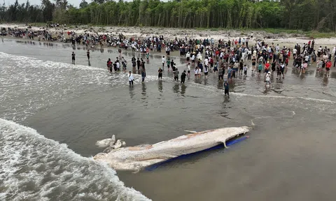 Cá voi nặng khoảng 5 tấn dạt vào bờ biển Nghệ An, người dân hỗ trợ chôn cất