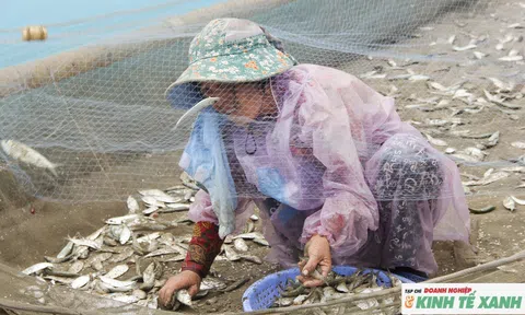 Bãi biển Nghệ An rộn ràng như hội vì ngư dân trúng đậm mùa cá trích
