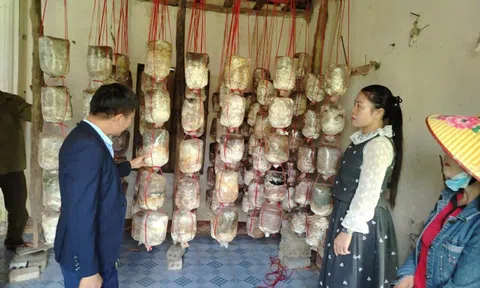 Hiệu quả từ lớp đào tạo nghề trồng nấm cho nông dân xã Đô Lương