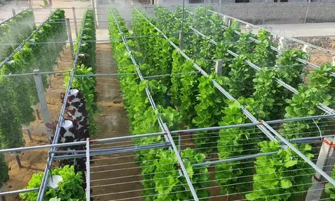 Trồng rau khí canh- hướng đi mới cho nông nghiệp đô thị hiện đại