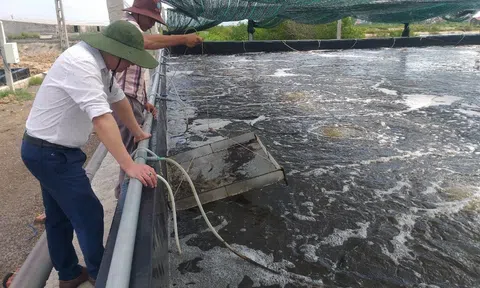 Nghệ An: Nâng cao giá trị và phát triển bền vững chuỗi sản xuất tôm năm 2026