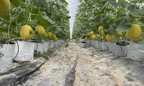 Quả ngọt của người đàn ông khởi nghiệp bằng mô hình nông nghiệp sạch trên quê hương