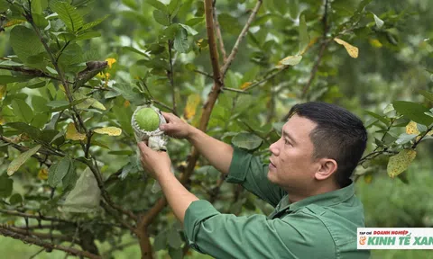 Phó chủ tịch xã nghỉ việc trồng ổi, thu về tiền tỉ mỗi năm