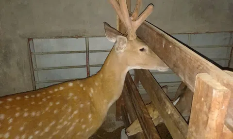 Xã Quỳnh Anh khẳng định vị thế “thủ phủ” hươu, nai của Nghệ An