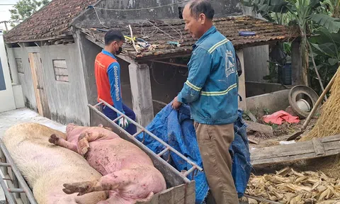 Nghệ An tăng cường kiểm soát giết mổ, ngăn chặn thực phẩm bẩn