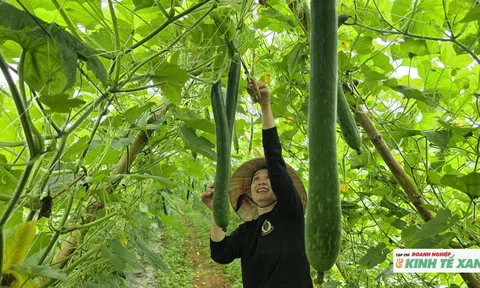 Nông dân Nghĩa Lâm trúng mùa bí xanh, thu hàng trăm triệu đồng mỗi năm