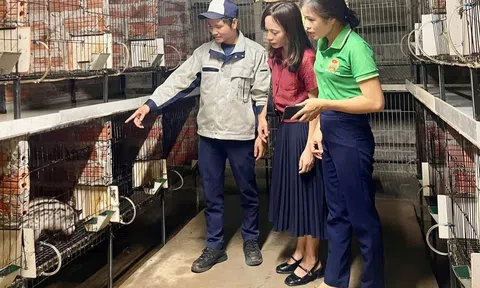 Hiệu quả từ mô hình nuôi cầy hương của nông dân trẻ Nghệ An