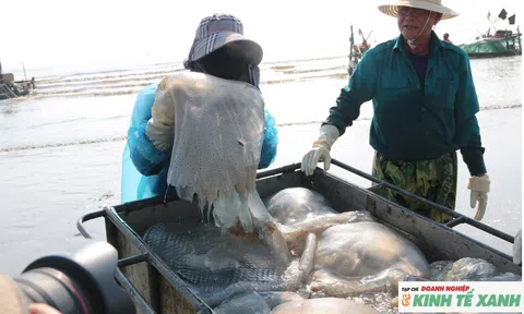 Ngư dân Nghệ An trúng đậm mùa sứa biển, thu tiền triệu mỗi ngày