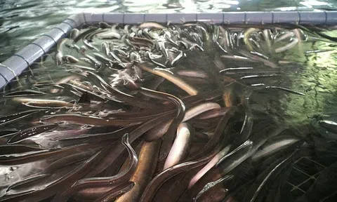 Nghệ An triển khai mô hình nuôi cá chình tuần hoàn khép kín tại xã Anh Sơn