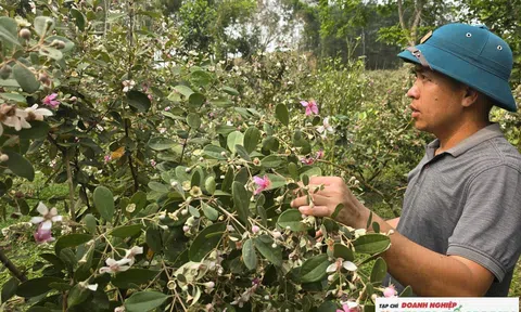 Thuần hoá cây sim rừng, người nông dân hái “quả ngọt”