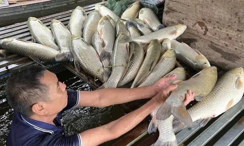 Cá lồng bè chết hàng loạt trên sông Lam, người nuôi đối mặt nguy cơ mất trắng