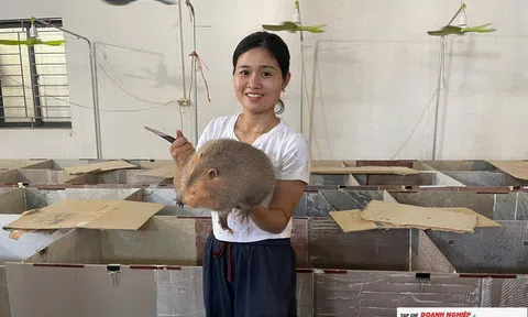 Vợ chồng trẻ thu lãi hàng trăm triệu đồng mỗi năm nhờ nuôi dúi