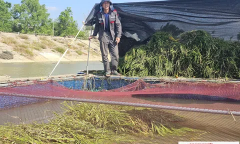 Vợ chồng trẻ phát triển kinh tế từ việc nuôi cá lồng trên dòng sông Lam