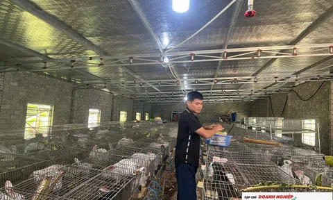 Thanh niên khởi nghiệp thành công từ mô hình nuôi thỏ trên vùng đồi xứ Nghệ