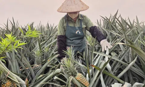 Nghệ An phê duyệt Đề án phát triển cây trồng, vật nuôi chủ lực