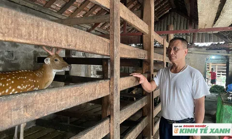 “Quả ngọt” của người nông dân sau hơn 3 thập kỷ gắn bó với nghề nuôi huơu