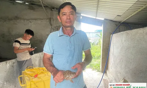 Nông dân Nghệ An nuôi ếch trong bể xi măng, thu hàng trăm triệu đồng mỗi vụ