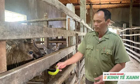 Làng Tiên Đội khởi sắc nhờ nghề nuôi hươu, nai