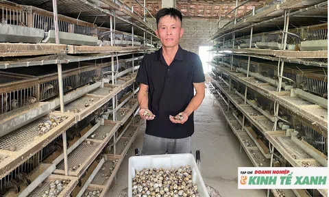 Chi hội trưởng Hội Nông dân  thành công với mô hình nuôi 10.000 con chim cút