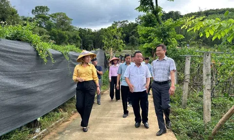 Phát triển dược liệu dưới tán rừng: Hướng đi mở sinh kế bền vững cho miền Tây Nghệ An