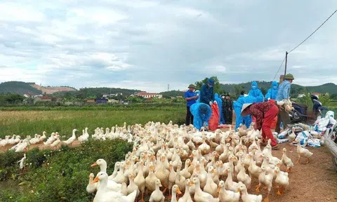 Lỗ hổng từ những đàn vịt chạy đồng và vấn nạn xả xác gia cầm khiến dịch H5N1 thêm khó kiểm soát