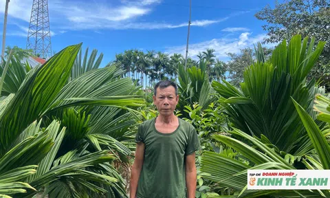 Vườn cau hàng nghìn cây, mỗi năm cho gia đình nông dân thu hàng trăm triệu đồng