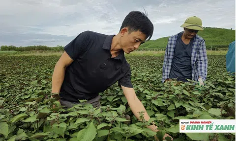 Tía tô bén rễ vùng đất bãi, mở hướng làm giàu cho nông dân ven bờ sông Con