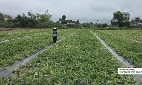 Dưa hấu Thái Lan bén duyên trên vùng đất cát, mang về thu nhập hàng trăm triệu đồng