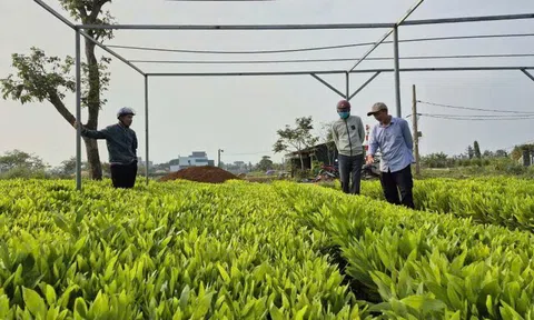 Nghệ An chủ động nguồn giống lâm nghiệp chất lượng cao phục vụ trồng rừng