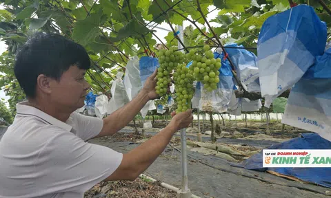 Nho sữa Hàn Quốc bén rễ trên vùng đất đỏ miền Tây xứ Nghệ