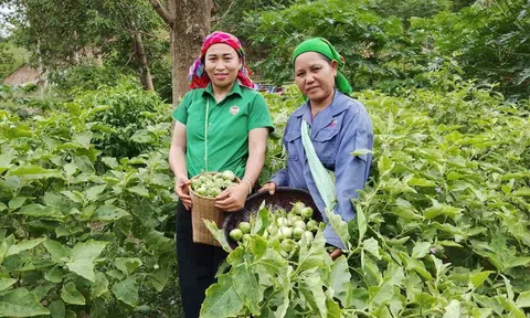 Đặc sản cà ngọt Khe Ngậu được mùa, dân bản vẫn kém vui vì giá thấp