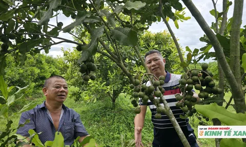 Mắc ca hồi sinh trên vùng đất miền Tây Nghệ An