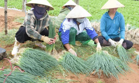 Nông dân Nghệ An thu hoạch rau, củ non chạy lũ