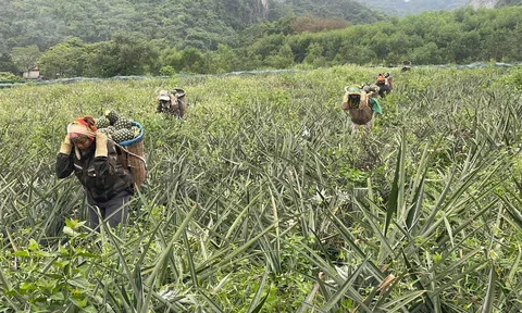 Cây dứa mở rộng vùng nguyên liệu, tạo động lực mới cho nông nghiệp Nghệ An
