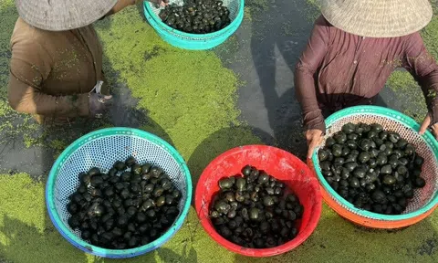 Liên kết nông dân, đưa ốc bươu đen thành vùng hàng hóa tiền tỷ