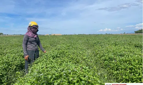 Vạn An mở hướng làm giàu từ cây lấy tinh dầu