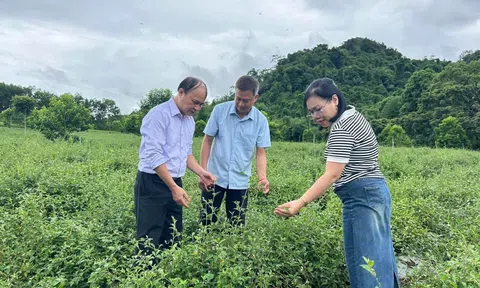 Nghệ An đặt mục tiêu phát triển vùng dược liệu gắn với bảo tồn sinh thái