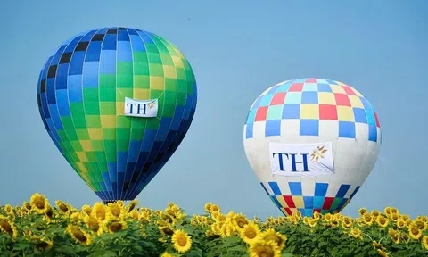 Nghệ An: 150 ha hướng dương vàng rực mở cửa đón khách từ ngày 14/10