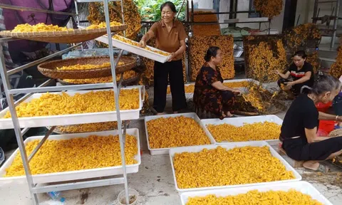 Hoa Tiến hồi sinh nghề dâu tằm, mở hướng phát triển du lịch cộng đồng
