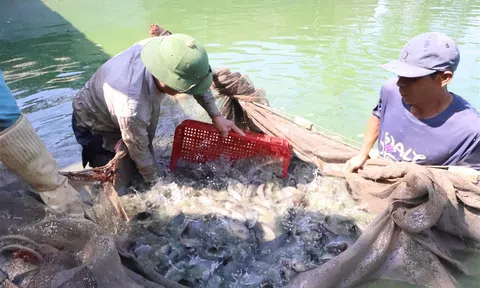 Nông dân xứ Nghệ thu lãi hàng chục triệu đồng từ cá rô đầu nhím