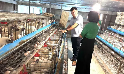 Nông dân trẻ xứ Nghệ thu hơn 10.000 quả trứng mỗi ngày từ nuôi gà ác