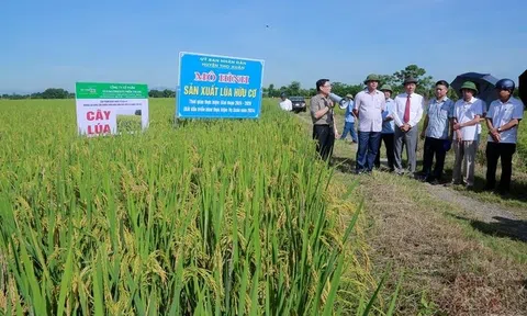 Thanh Hóa chi 90 triệu đồng/ha để thúc đẩy phát triển vùng lúa hữu cơ