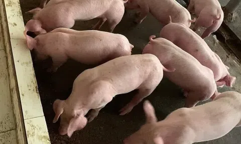 Hiệu quả từ mô hình chăn nuôi lợn thịt chứng nhận VietGAHP gắn với liên kết tiêu thụ sản phẩm