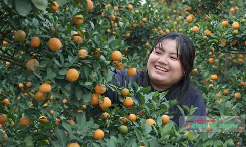 Làng trồng quất cảnh lớn nhất xứ Thanh hối hả chuẩn bị vào Tết