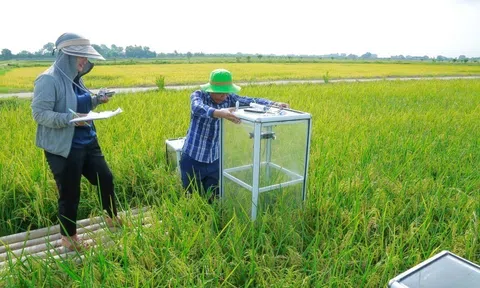 Thanh Hóa: Bước chuyển mình từ “cánh đồng truyền thống” sang “kinh tế carbon”