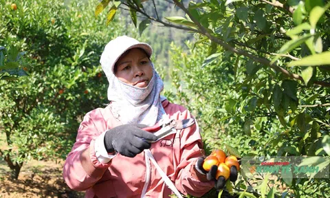 Cam Cao Sơn – vị ngọt của bản vùng cao xứ Thanh