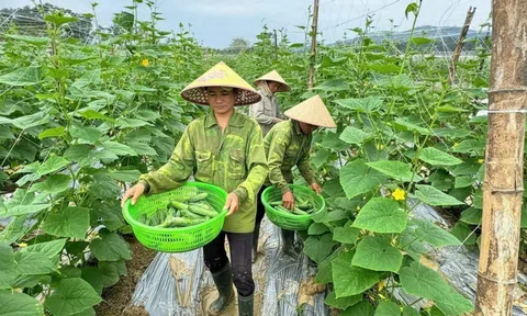 Hiệu quả từ mô hình trồng dưa chuột an toàn vụ đông trên đất lúa